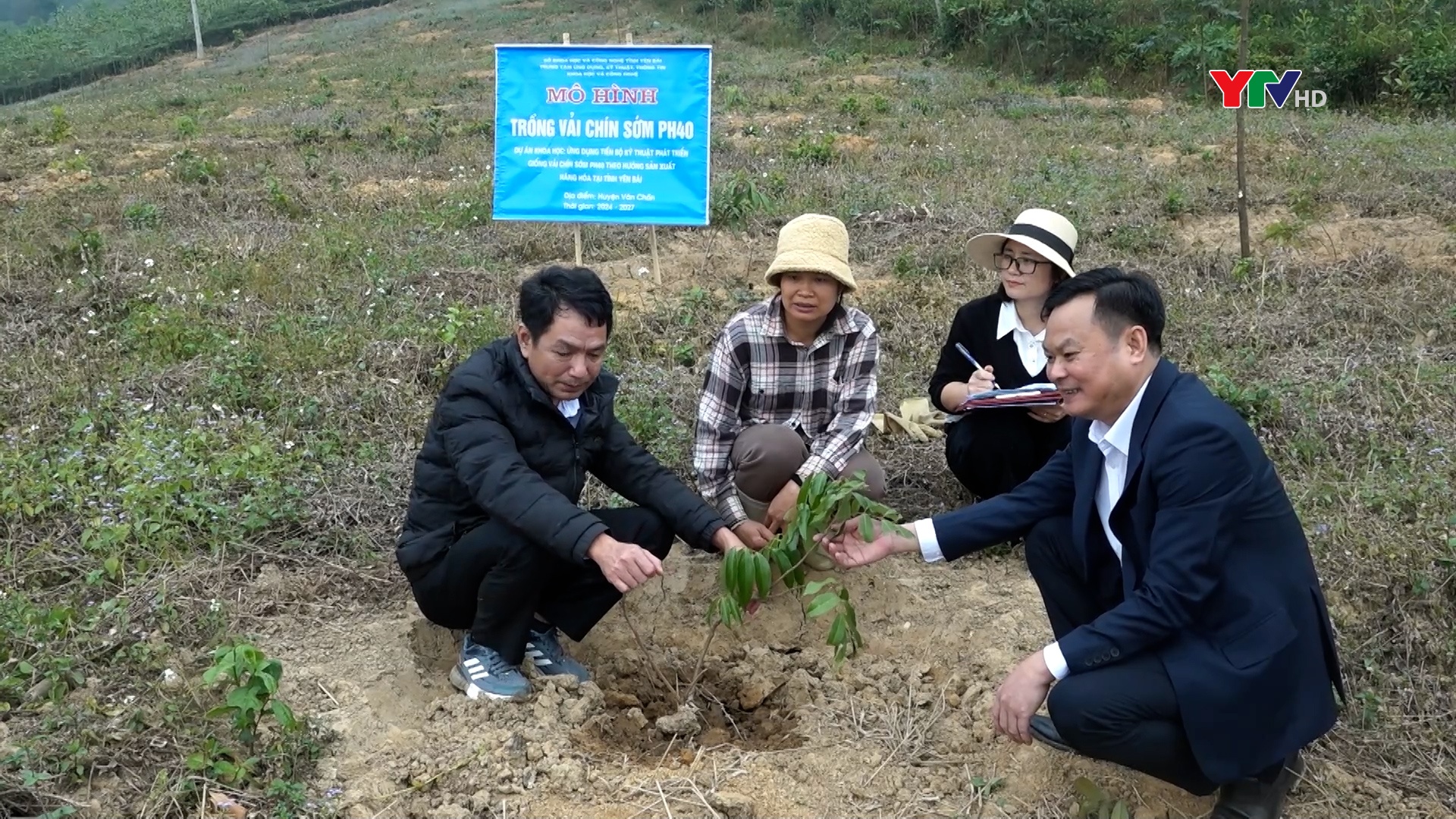 Kiểm tra, đánh giá mô hình trồng vải chín sớm tại huyện Văn Chấn