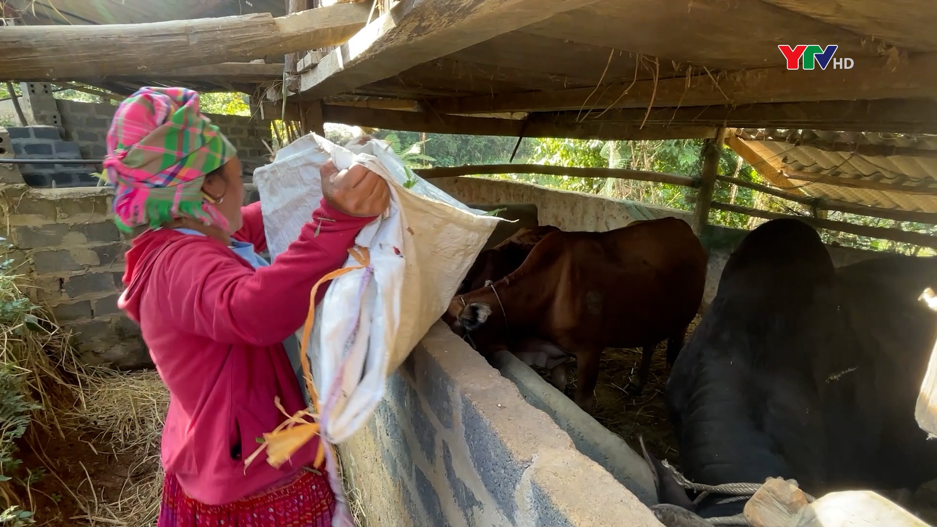 Động lực cho phát triển chăn nuôi tại huyện vùng cao Trạm Tấu