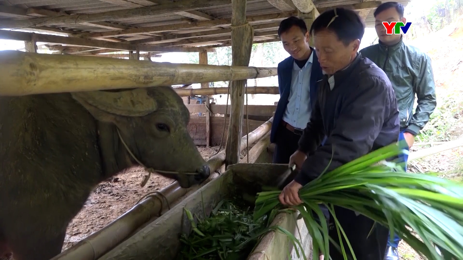 Trạm Tấu chủ động phòng chống rét cho đàn gia súc trong mùa đông