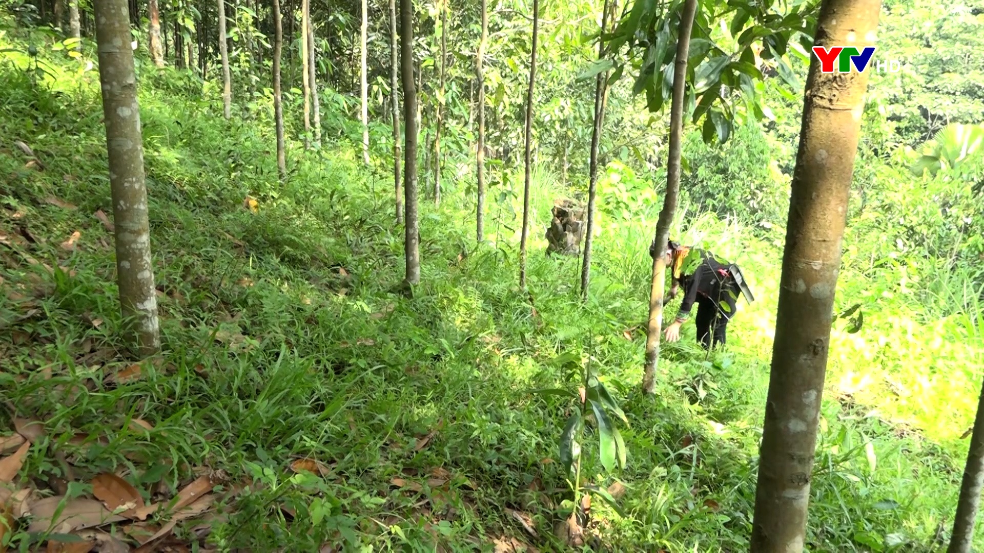 Văn Yên: 2.200 ha quế được cấp chứng chỉ hữu cơ