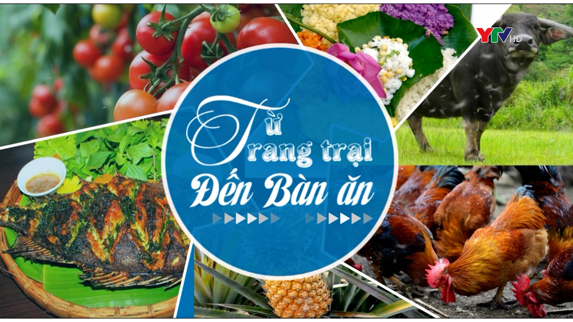Chăn nuôi gà hàng hóa tạo nguồn cung thực phẩm an toàn