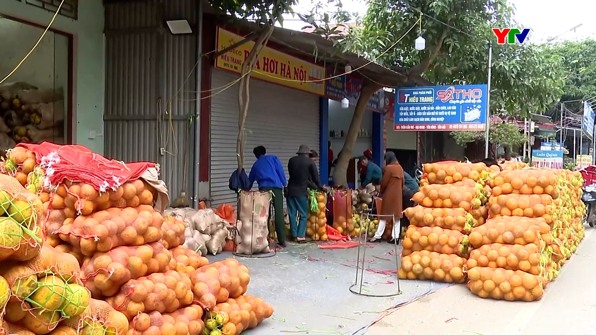 Yên Bái cấp mới 2 mã số vùng trồng