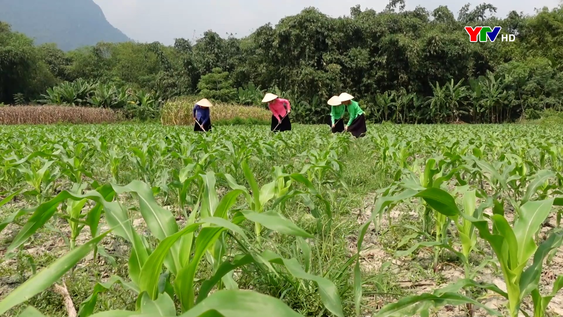 Sản lượng ngô đông tăng 21% so với năm 2024