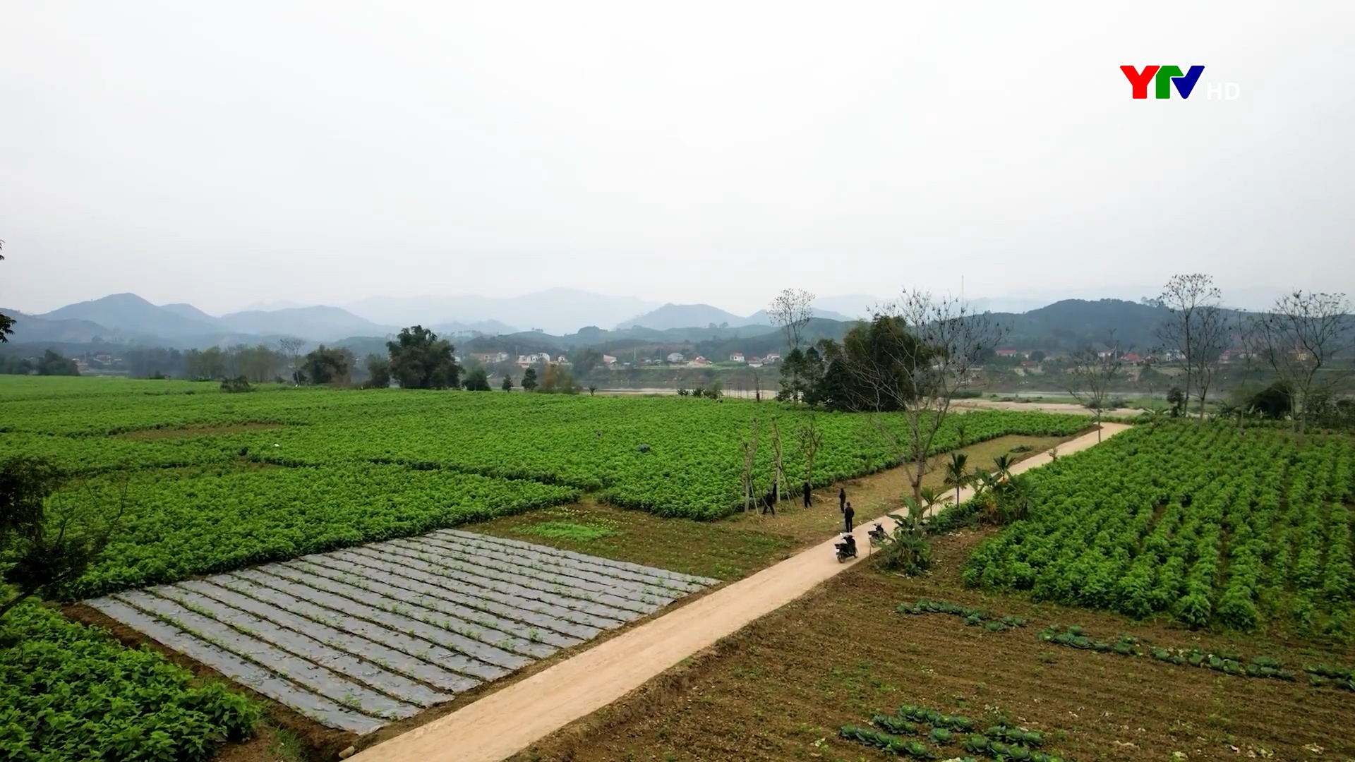 Văn Yên trồng mới 50 ha dâu tằm