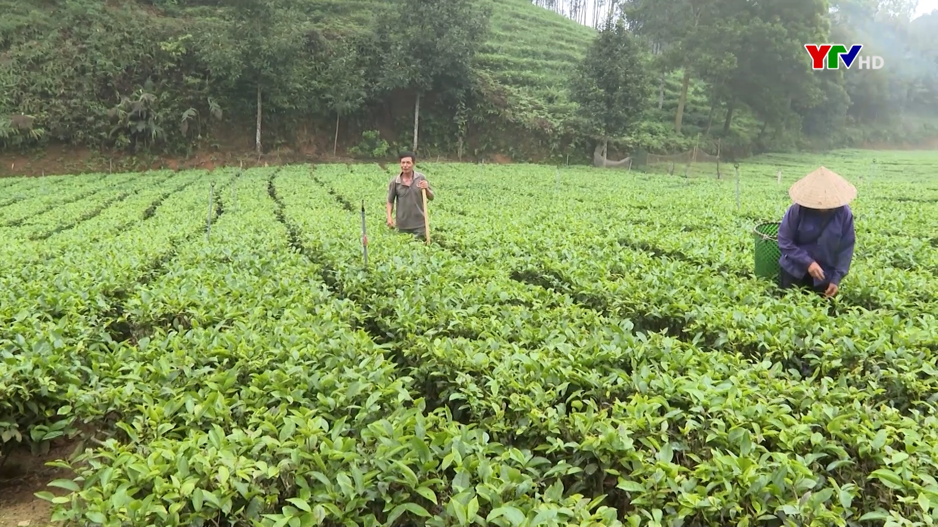Minh Quân: Nông dân phấn khởi đón vụ chè mới