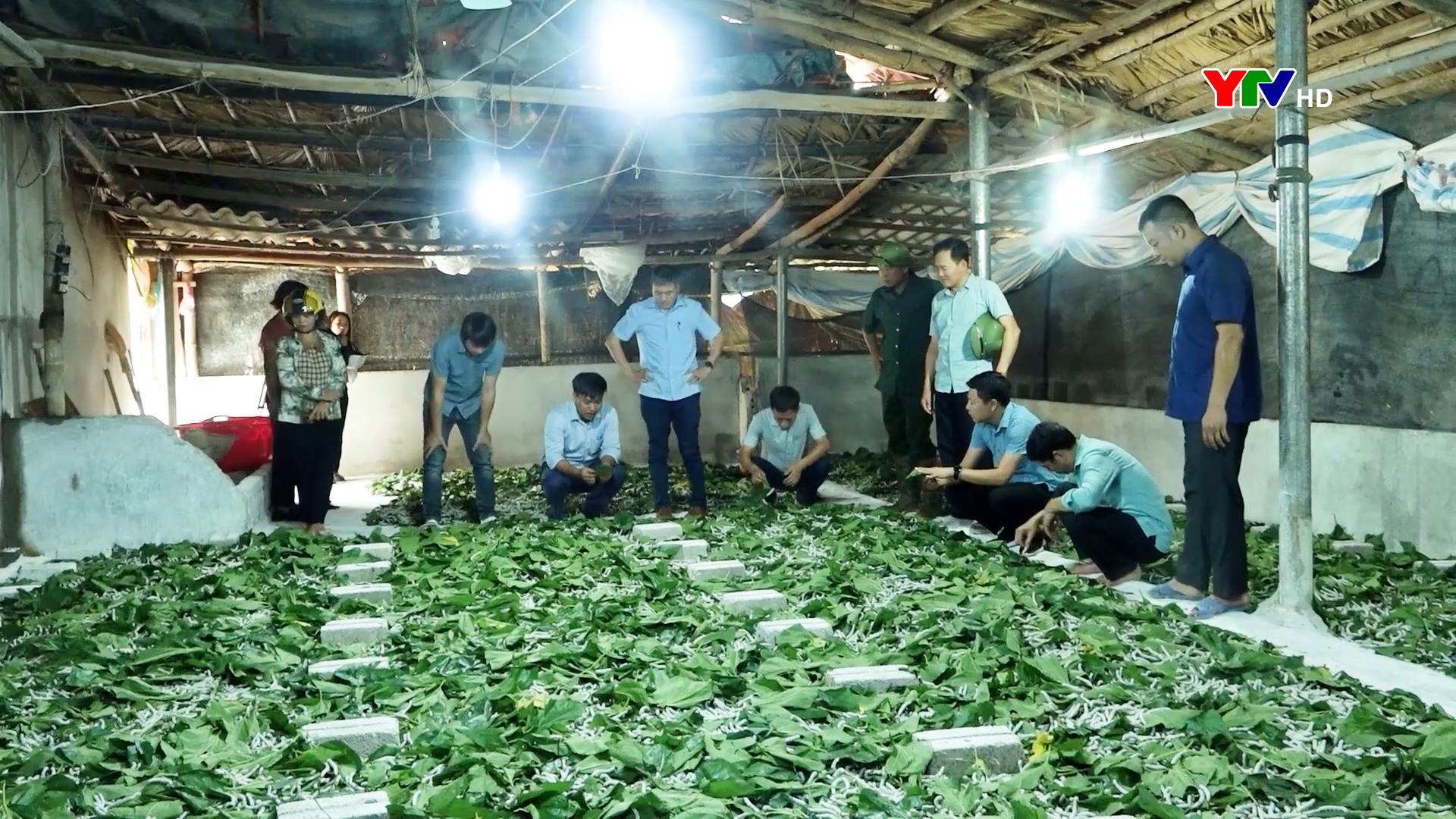 Đưa nghề dâu tằm phát triển bền vững