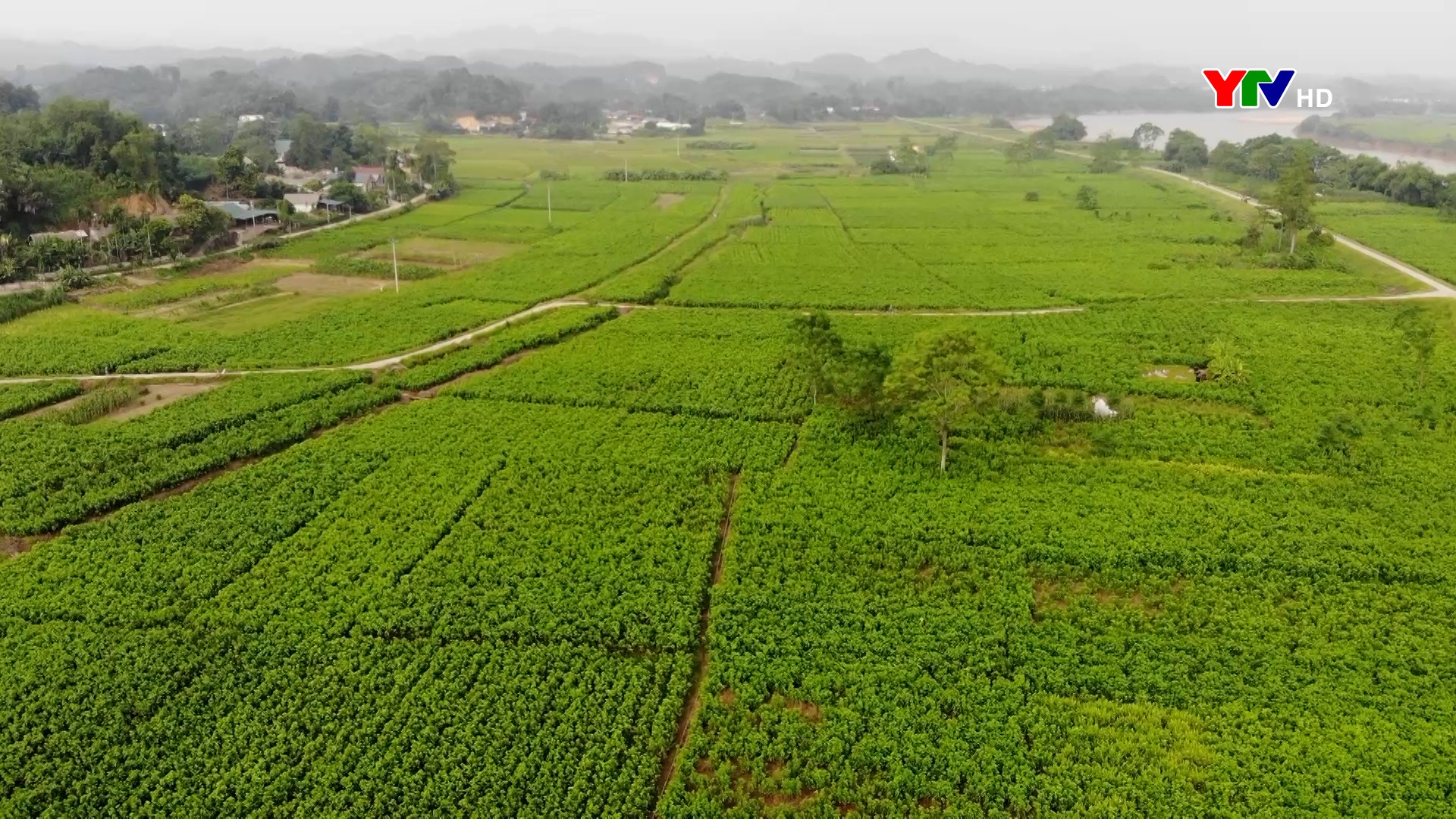 Trấn Yên trồng mới gần 73 ha dâu tằm