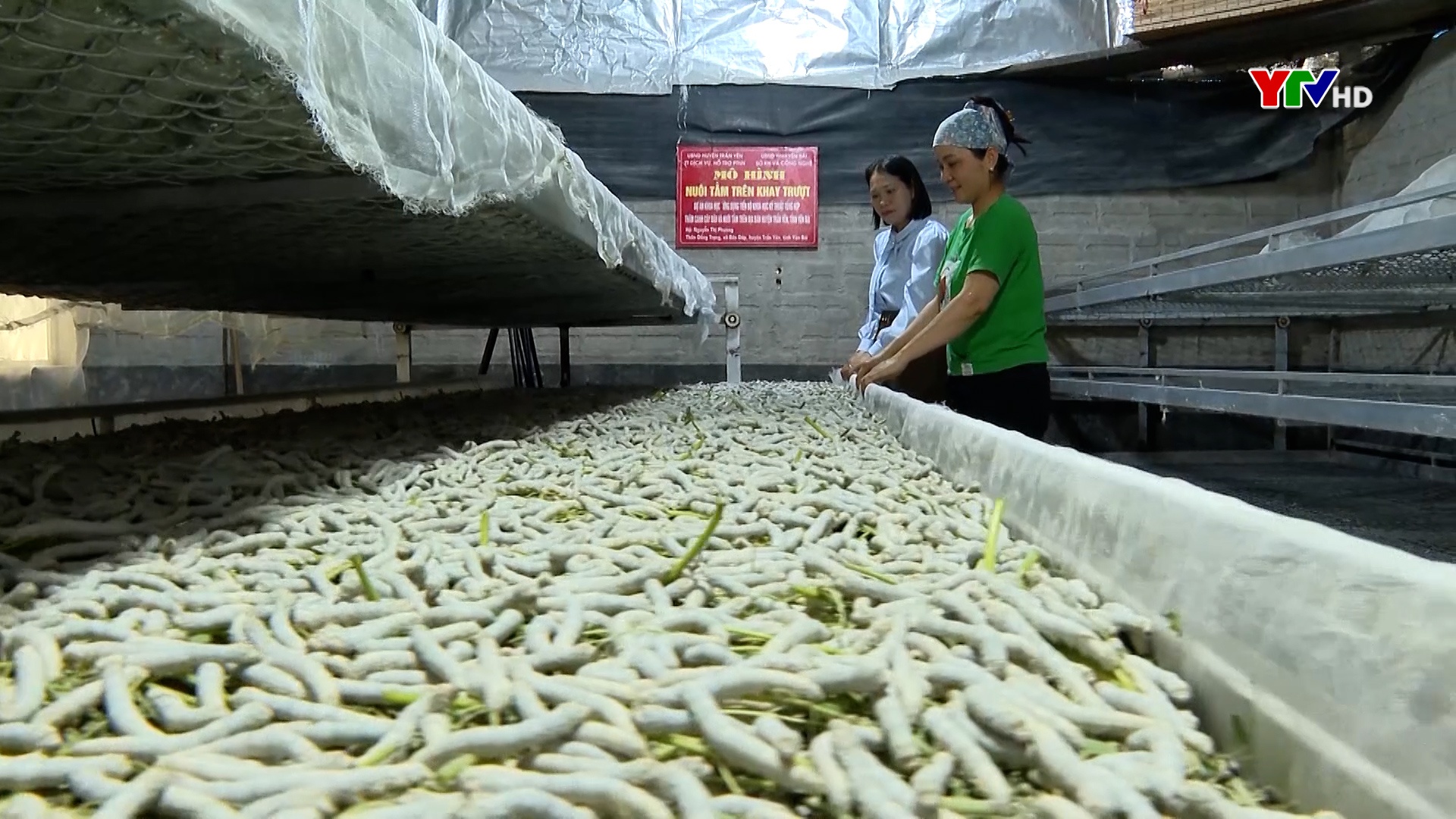 Nông dân Trấn Yên thi đua sản xuất, kinh doanh giỏi