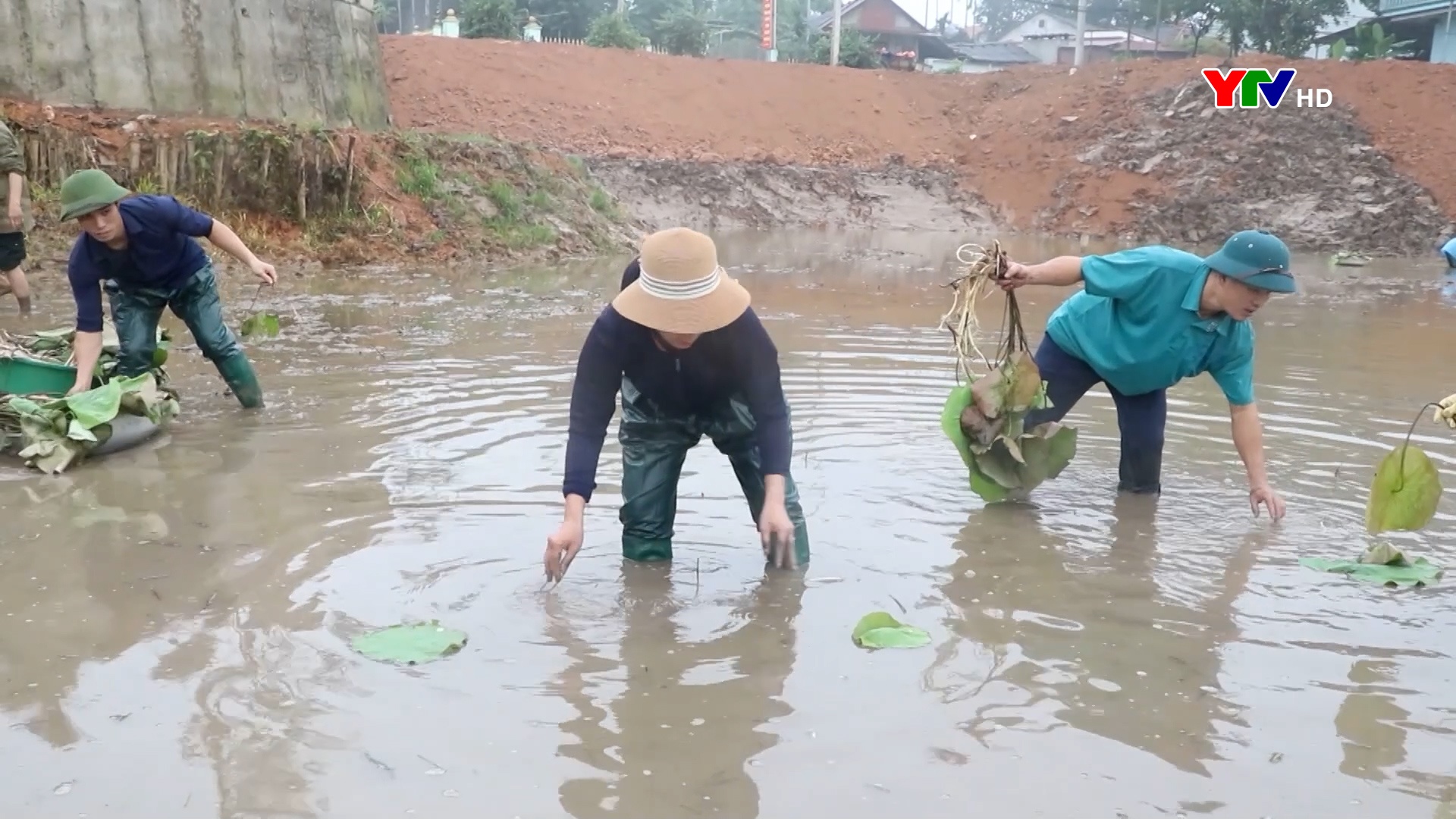 Trấn Yên trồng 5ha sen