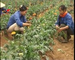 Trung tâm sản xuất nông nghiệp công nghệ cao chuẩn bị 1,2 vạn cây hoa ly phục vụ Tết