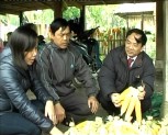 Đ/c Hoàng Xuân Nguyên-PCT UBND tỉnh kiểm tra tình hình sản xuất đông xuân tại TX Nghĩa Lộ và huyện Văn Chấn