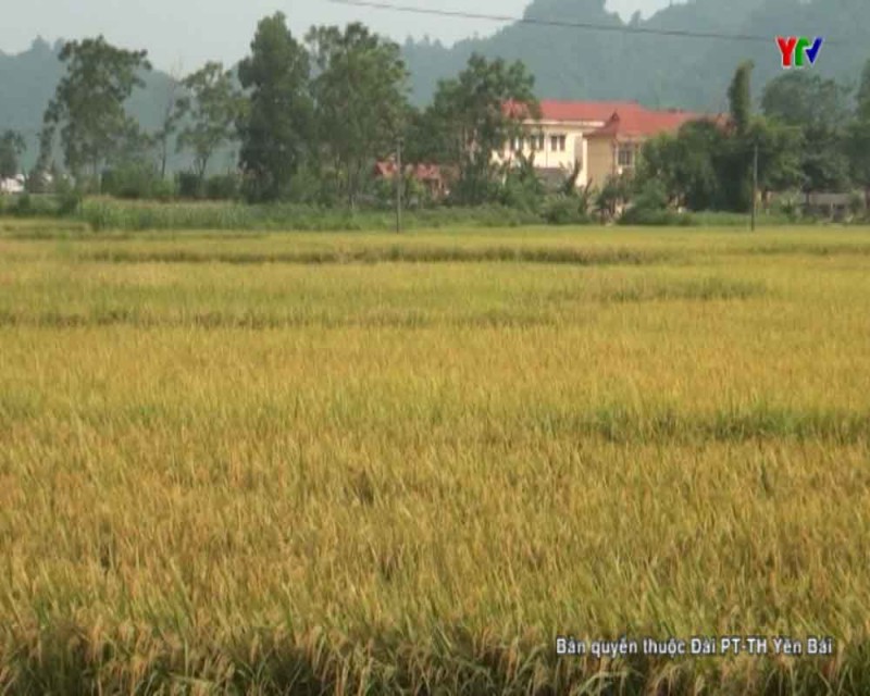 Nông nghiệp Văn Yên giữ vững đà tăng trưởng