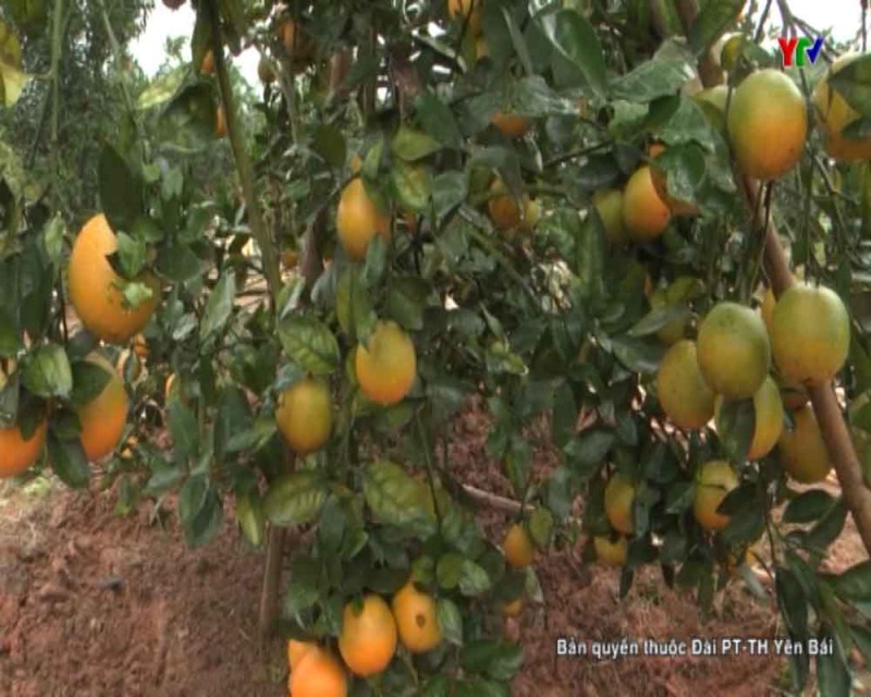 Huyện Lục Yên phát triển cây ăn quả