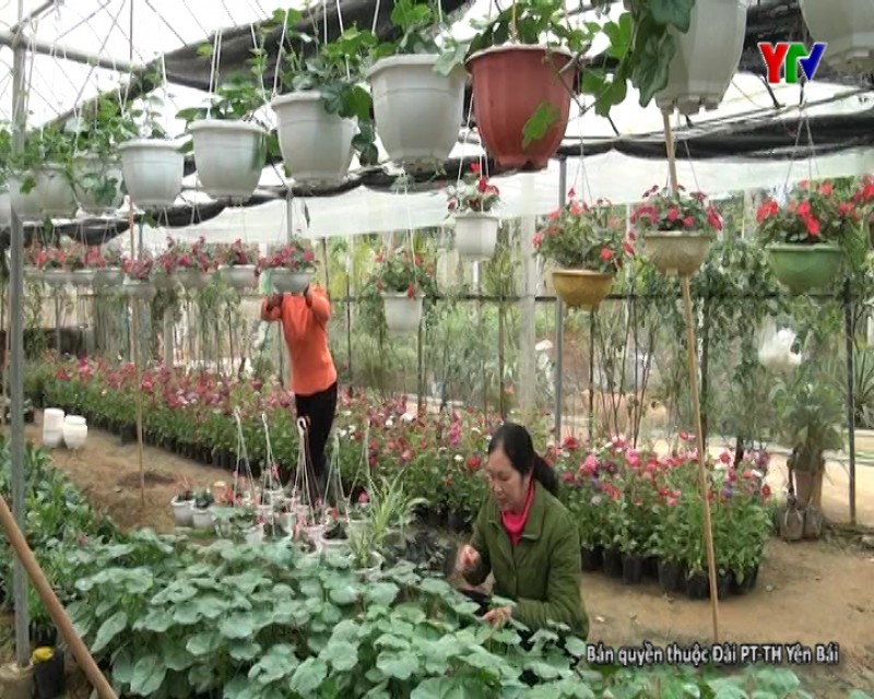 Các nhà vườn ở thị trấn Yên Thế huyện Lục Yên tập trung chăm sóc hoa phục vụ Tết nguyên đán