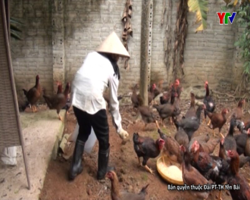 Người dân TP Yên Bái tập trung chăm sóc đàn vật nuôi phục vụ nhu cầu Tết nguyên đán