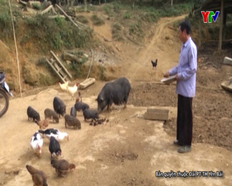 Nông dân huyện Văn Chấn thi đua phát triển kinh tế