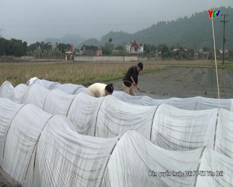 Nông dân huyện Lục Yên chuẩn bị sản xuất vụ đông xuân 2017 - 2018