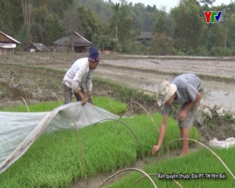 Nông dân huyện Văn Chấn chuẩn bị gieo cấy lúa đông xuân 2017 - 2018