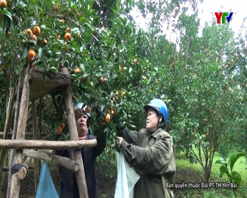 Thị trấn Yên Thế huyện Lục Yên phát triển cây ăn quả
