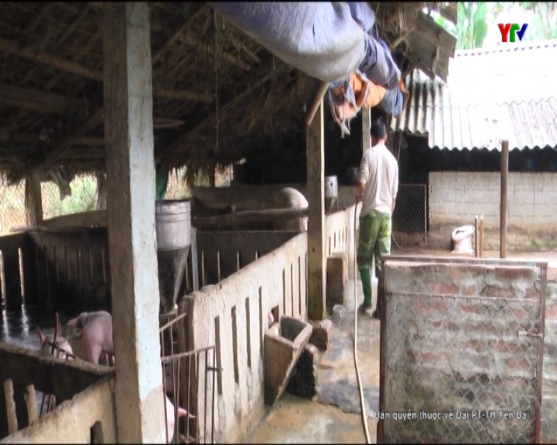 Văn Yên: Thêm 1 xã có gia súc mắc  bệnh lở mồm long móng