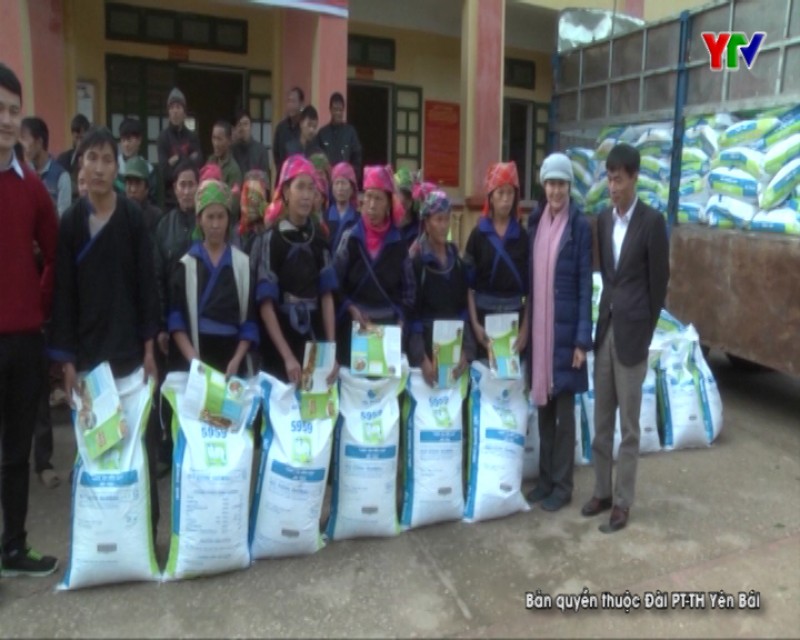 Chương trình hỗ trợ phòng chống rét cho trâu bò tại xã Chế Cu Nha, huyện Mù Cang Chải