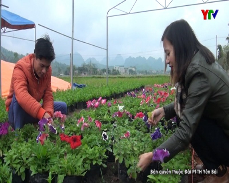 Lục Yên: Các nhà vườn chuẩn bị hoa Tết
