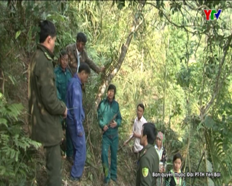 Văn Chấn tăng cường công tác quản lý, bảo vệ rừng mùa khô hanh