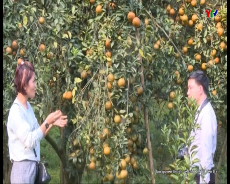 Nông dân Lục Yên tập trung thu hoạch cam Tết