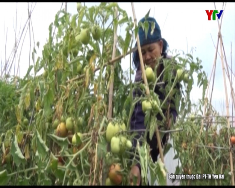 Nông dân thị xã Nghĩa Lộ tập trung thu hoạch cây màu vụ đông