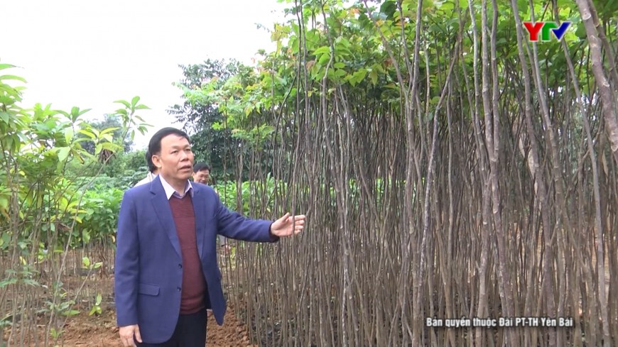 Đồng chí Phó Chủ tịch UBND tỉnh Nguyễn Văn Khánh kiểm tra cây giống phục vụ Tết trồng cây Xuân Canh Tý