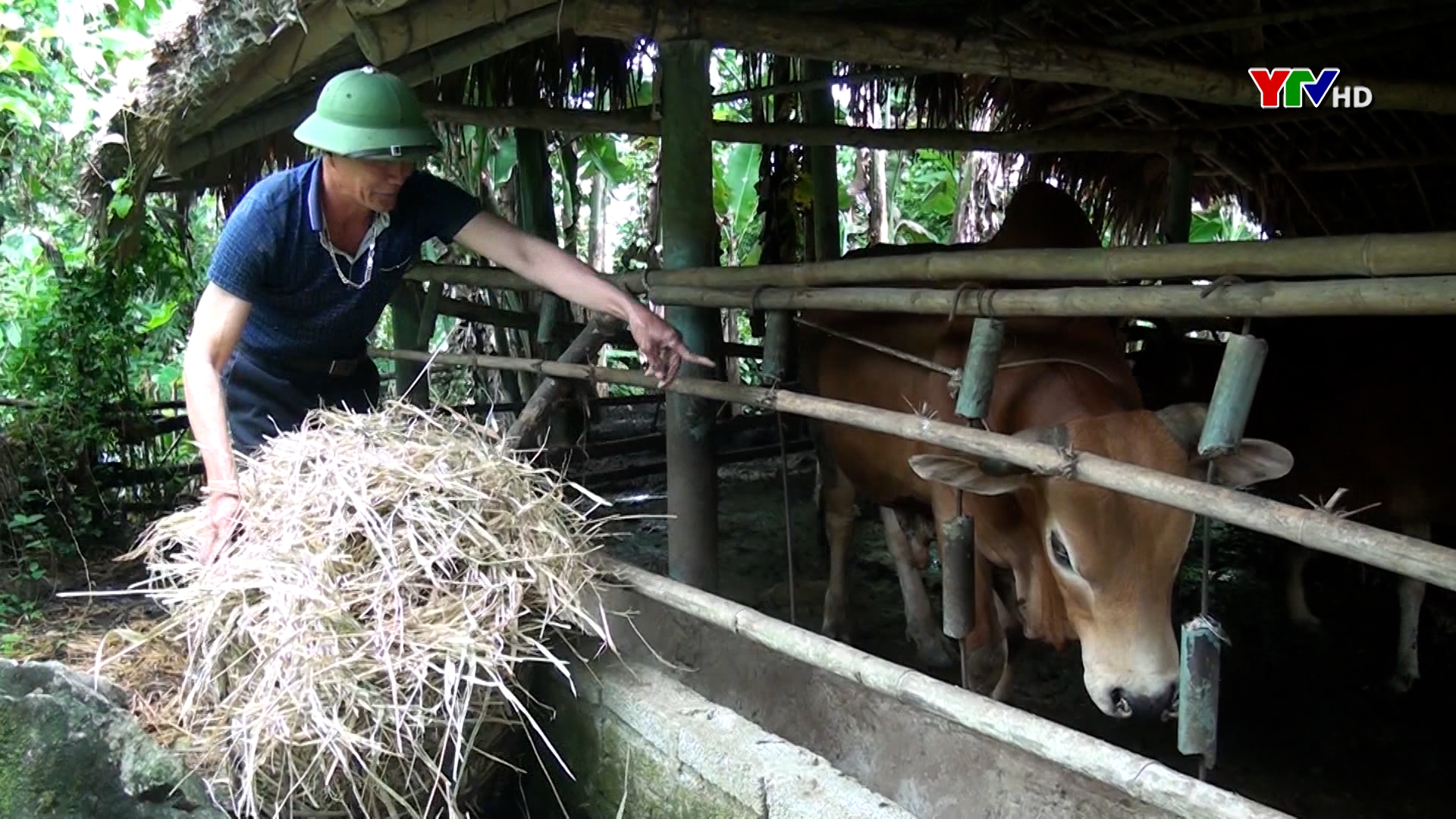 Huyện Lục Yên chủ động phòng chống đói, rét cho đàn gia súc