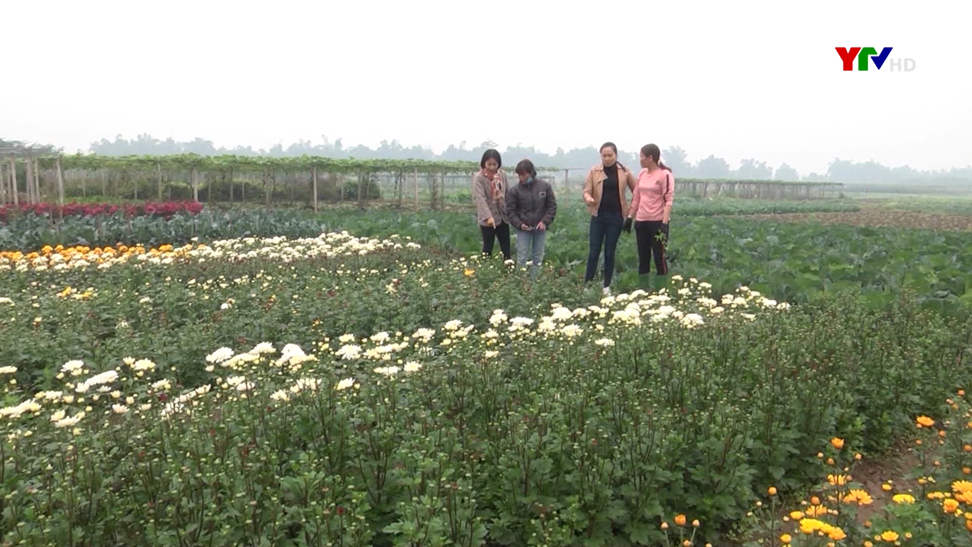 Các nhà vườn xã Tuy Lộc - TP Yên Bái tích cực chăm sóc hoa Tết
