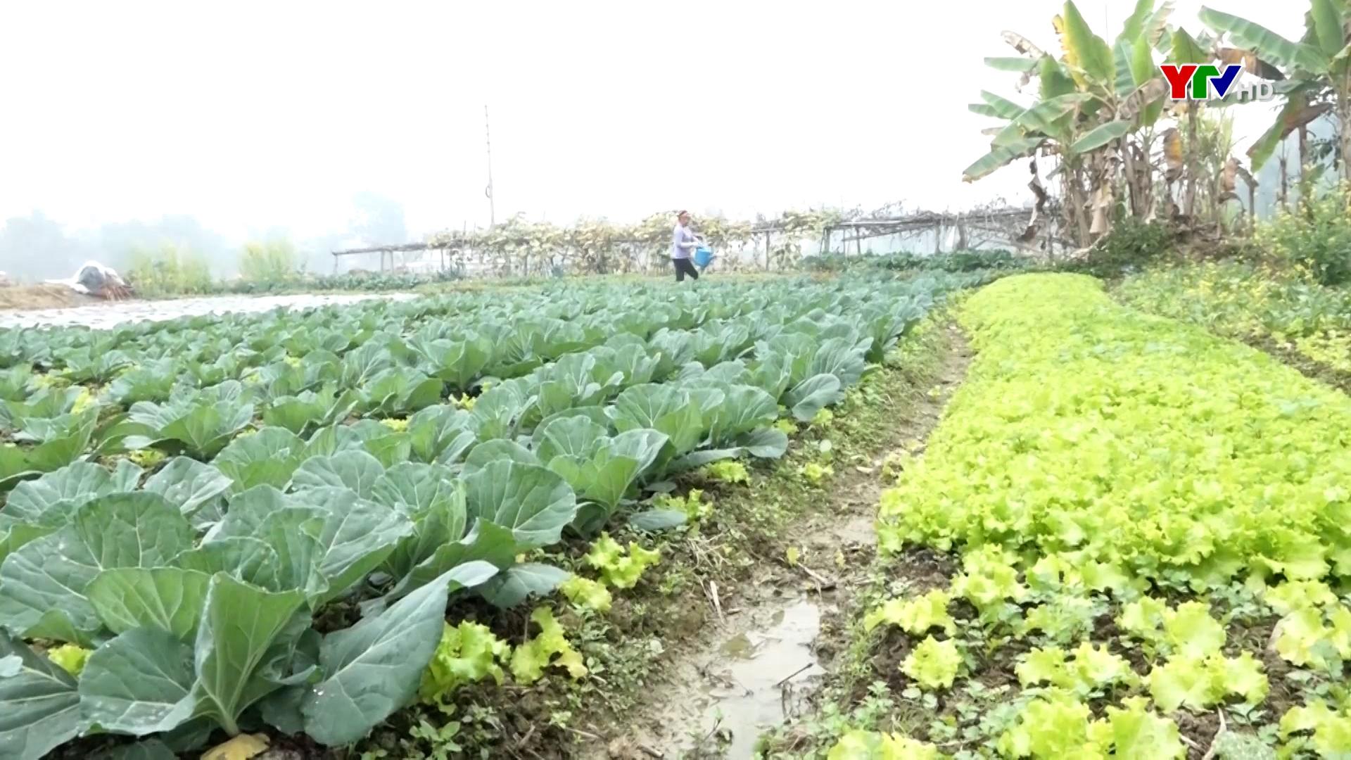 Nông dân thị xã Nghĩa Lộ tích cực chăm sóc rau màu phục vụ Tết
