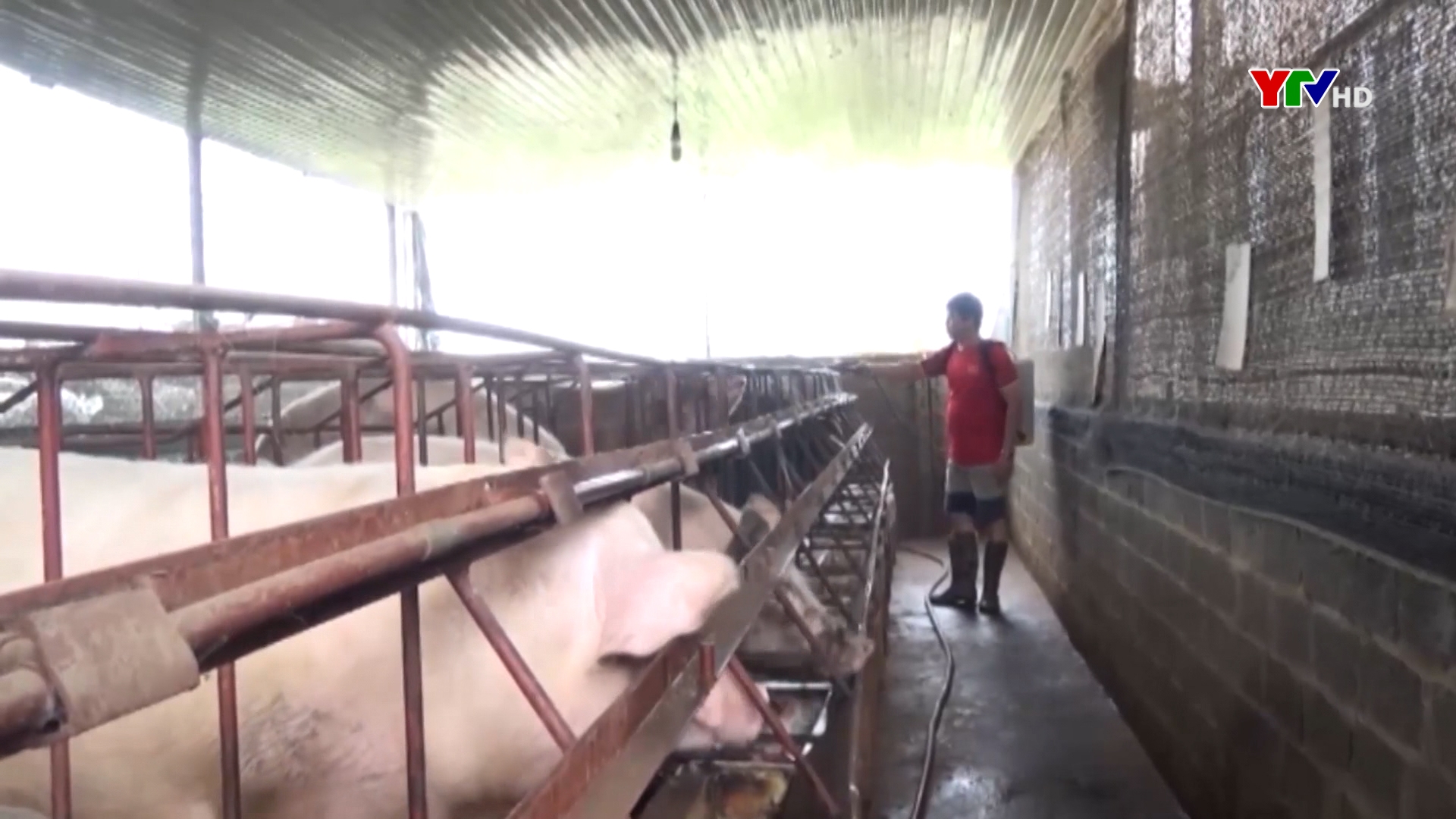 Thị xã Nghĩa Lộ đảm bảo nguồn cung thịt lợn trong dịp Tết