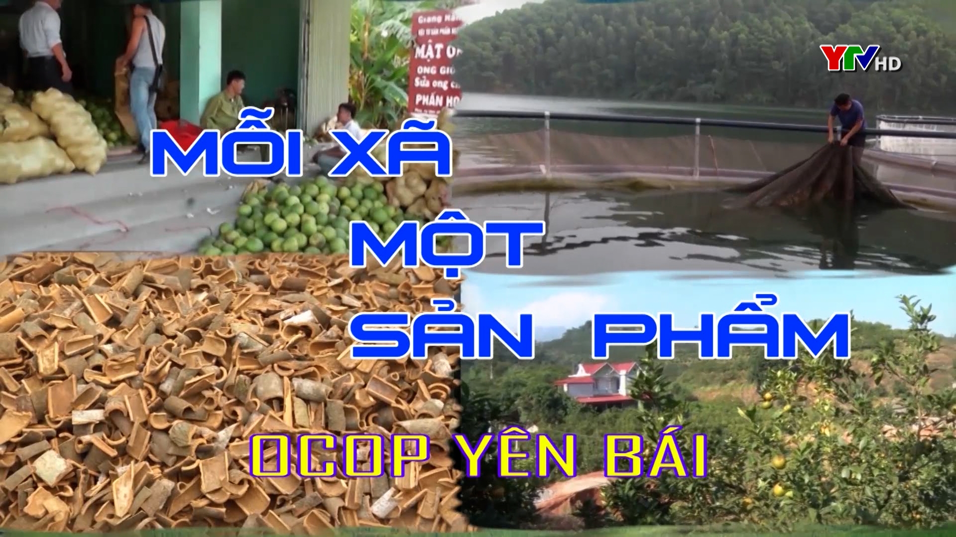 Chuối tiêu sấy dẻo – Sản phẩm OCOP của xã Việt Thành, huyện Trấn Yên