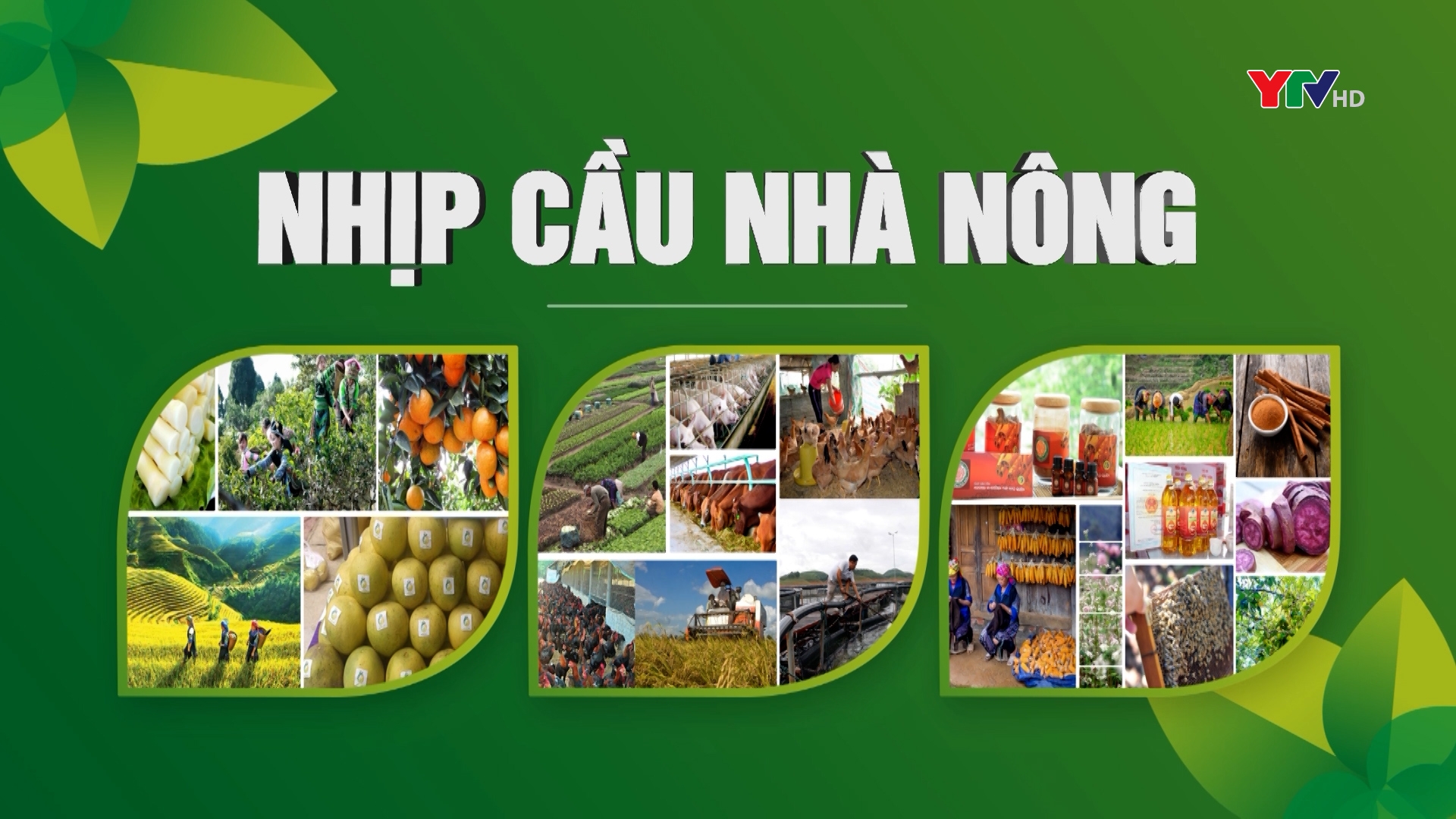 Sản xuất an toàn – Hướng phát triển nông nghiệp bền vững ở xã Văn Phú