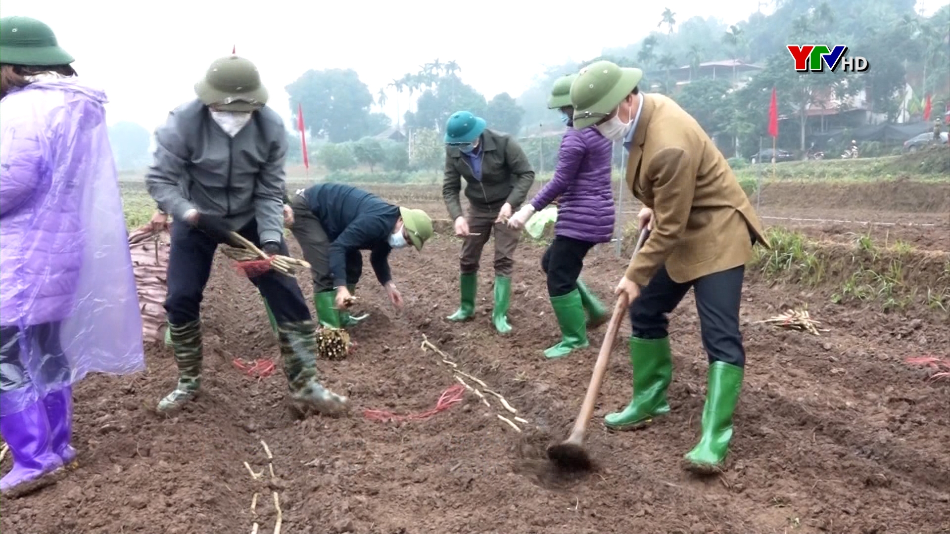 Huyện Trấn Yên phát động ra quân trồng dâu năm 2022