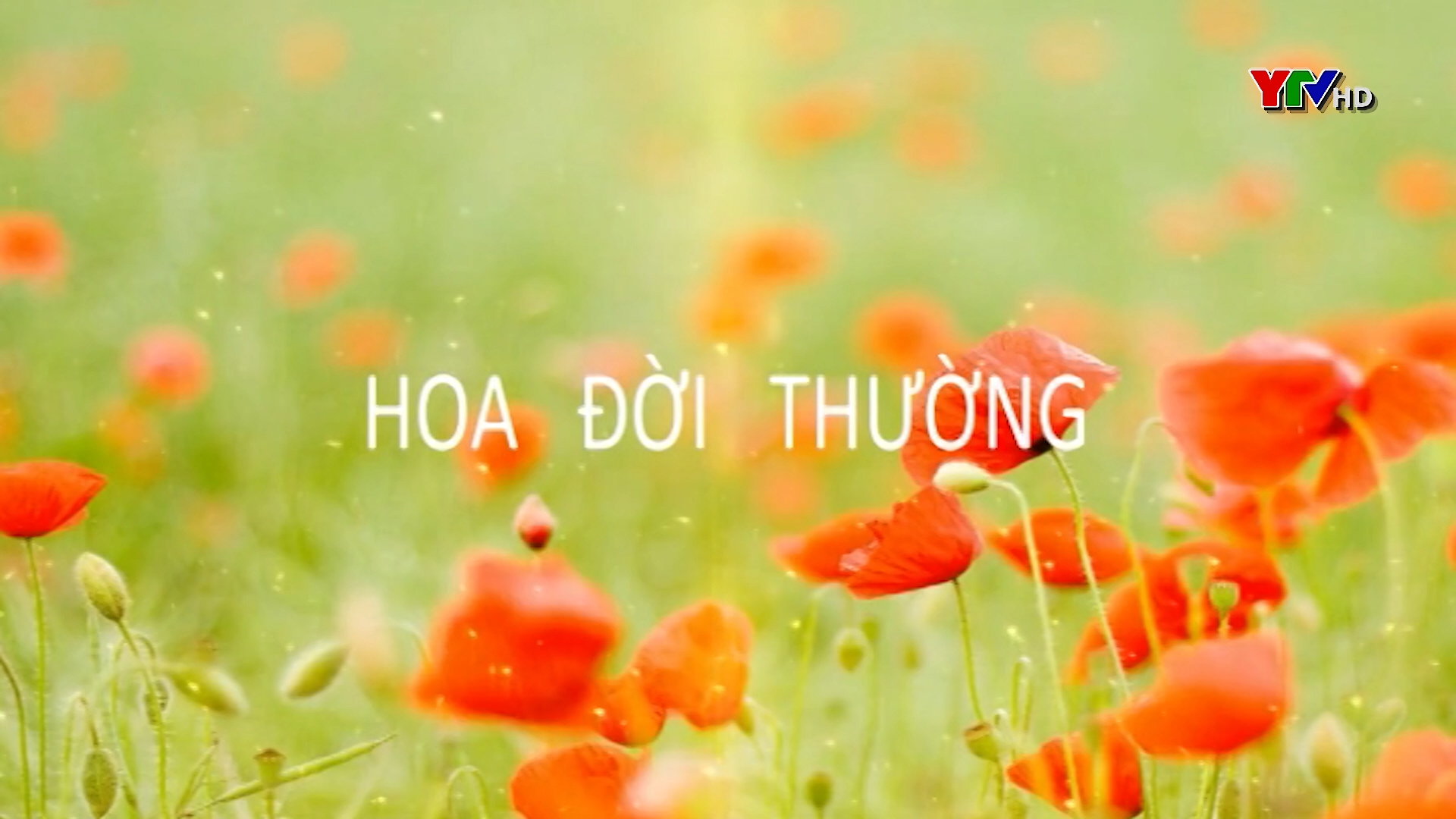 Nguyễn Hồng Sơn - Thành công nhờ đam mê
