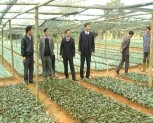 Đ/c Hoàng Xuân Nguyên-PCT UBND tỉnh kiểm tra sản xuất đông xuân tại huyện Trấn Yên