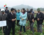 Phương pháp trồng khoai tây mới trên đất Lục Yên