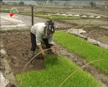 Lục Yên đẩy nhanh tiến độ sản xuất đông xuân 2012