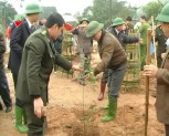 Phong trào trồng rừng ở huyện Trấn Yên