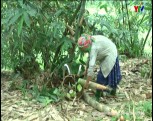 Năm 2016, huyện Trấn Yên phấn đấu trồng mới 300 ha cây tre măng Bát độ.
