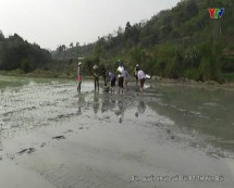 Nông dân  huyện Yên Bình ra đồng gieo cấy lúa xuân