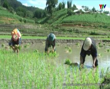 Huyện Mù Cang Chải phấn đấu hoàn thành gieo cấy 1600 ha lúa xuân