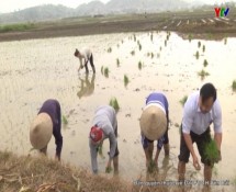 Nông dân huyện Văn Yên trung sản xuất vụ lúa đông xuân