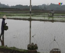 Huyện Trấn Yên gieo cấy được 1.800 lúa đông xuân