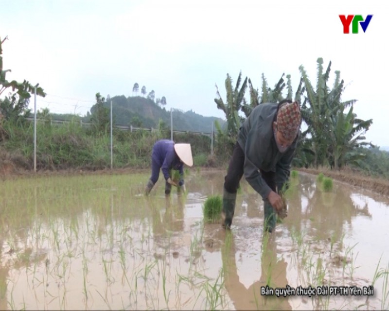 Yên Bái phấn đấu giành thắng lợi vụ lúa xuân