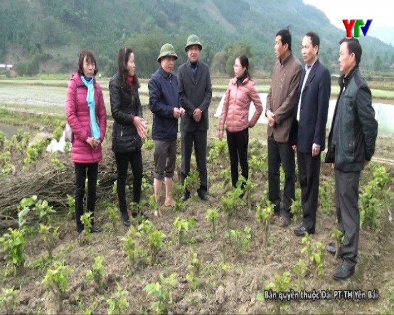 Lãnh đạo Sở Nông nghiệp và PTNT kiểm tra công tác phòng, chống rét tại huyện Trấn Yên