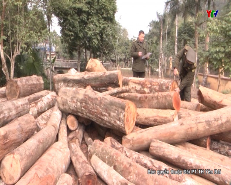 Xử lý vụ chặt phá rừng ở thôn Văn Tiên 3 xã Thượng Bằng La huyện Văn Chấn
